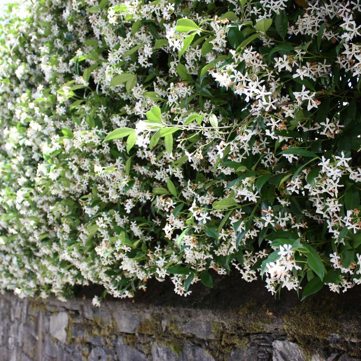 Climbers Sternjasmin - 3 Stk - Trachelospermum Jasminoides - Höhe 25-40Cm - ⌀9Cm 