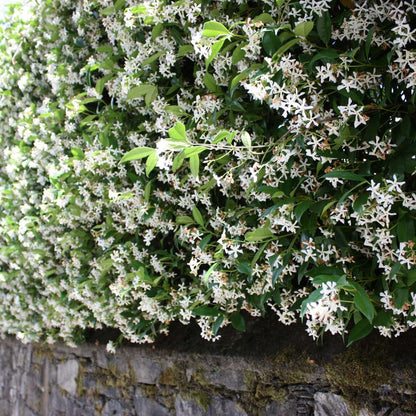 Climbers Sternjasmin - 3 Stk - Trachelospermum Jasminoides - Höhe 25-40Cm - ⌀9Cm 