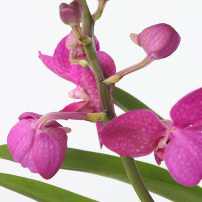 Vanda-Orchidee - Vanda 'Pink' - Höhe 45-55Cm 