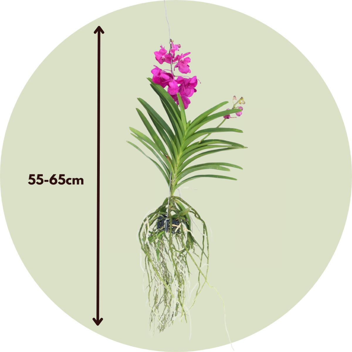 Vanda-Orchidee - Vanda 'Tayanee Cerise' - Höhe 55-65Cm 