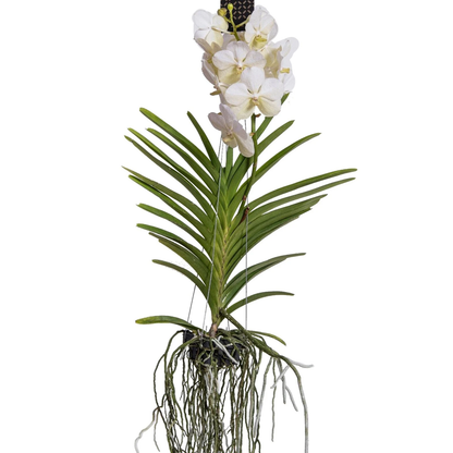 Vanda-Orchidee - Vanda 'White' - Höhe 55-65Cm 