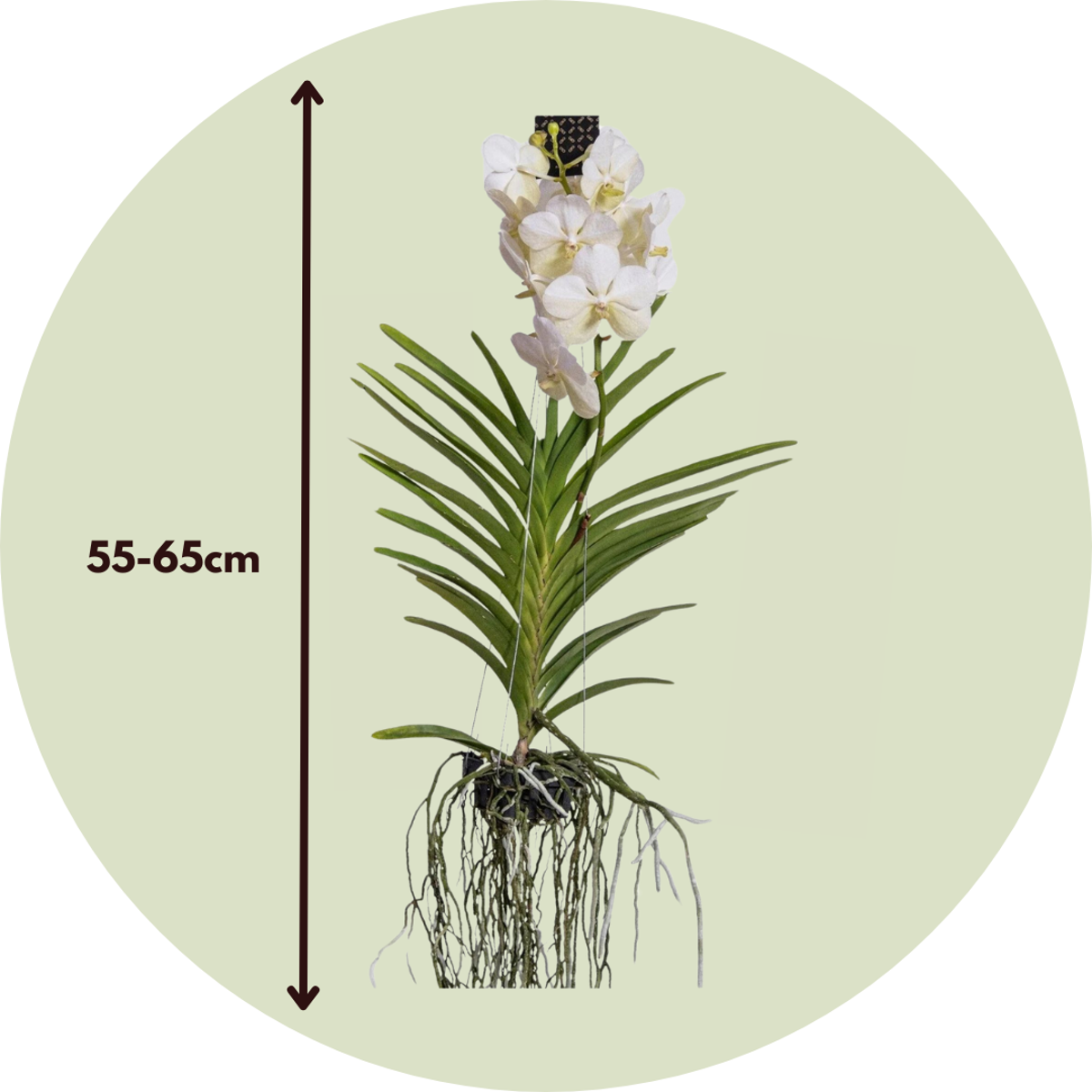 Vanda-Orchidee - Vanda 'White' - Höhe 55-65Cm 