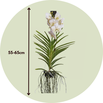 Vanda-Orchidee - Vanda 'White' - Höhe 55-65Cm 