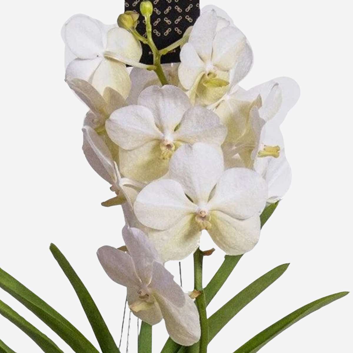 Vanda-Orchidee - Vanda 'White' - Höhe 55-65Cm 