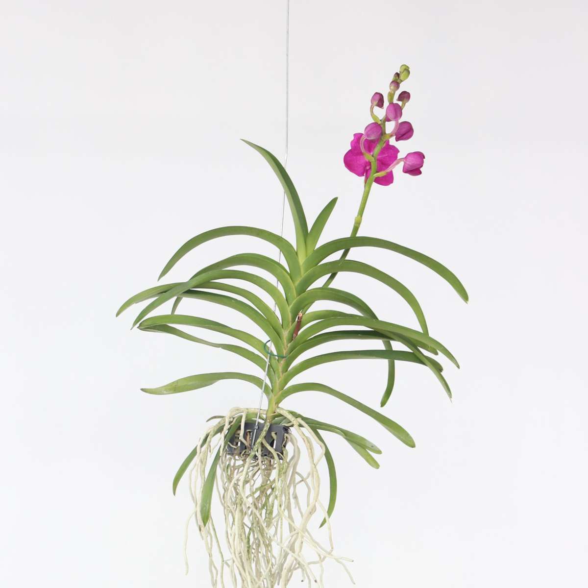 Vanda-Orchidee - Vanda 'Pink' - Höhe 55-65Cm 