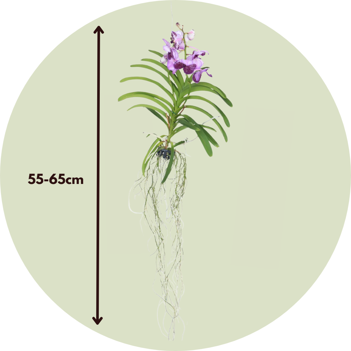 Vanda-Orchidee - Vanda 'Lila' - Höhe 55-65Cm 