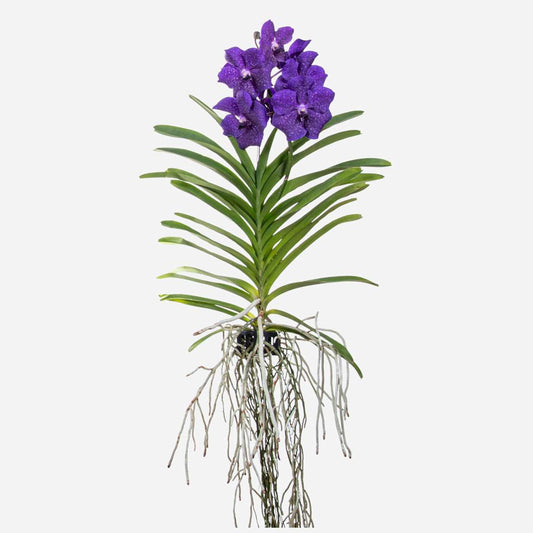 Vanda-Orchidee - Vanda 'Blue' - Höhe 55-65Cm 