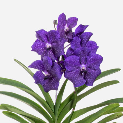 Vanda-Orchidee - Vanda 'Blue' - Höhe 55-65Cm 