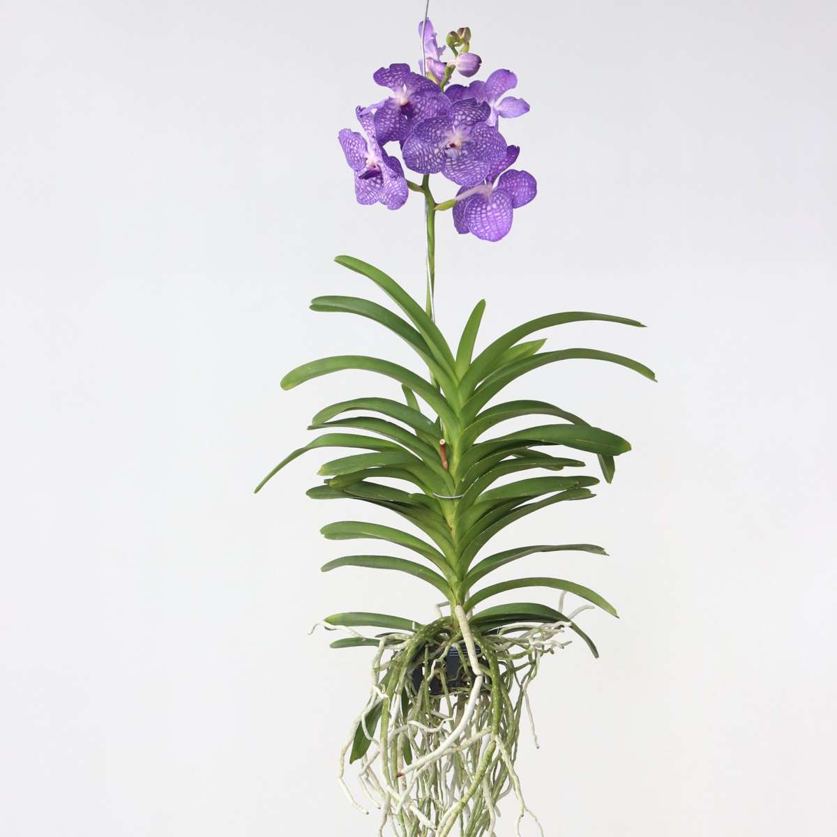 Vanda Orchidee - Vanda 'Magic Royal Blue' - Höhe 90Cm 