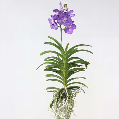 Vanda Orchidee - Vanda 'Magic Royal Blue' - Höhe 90Cm 