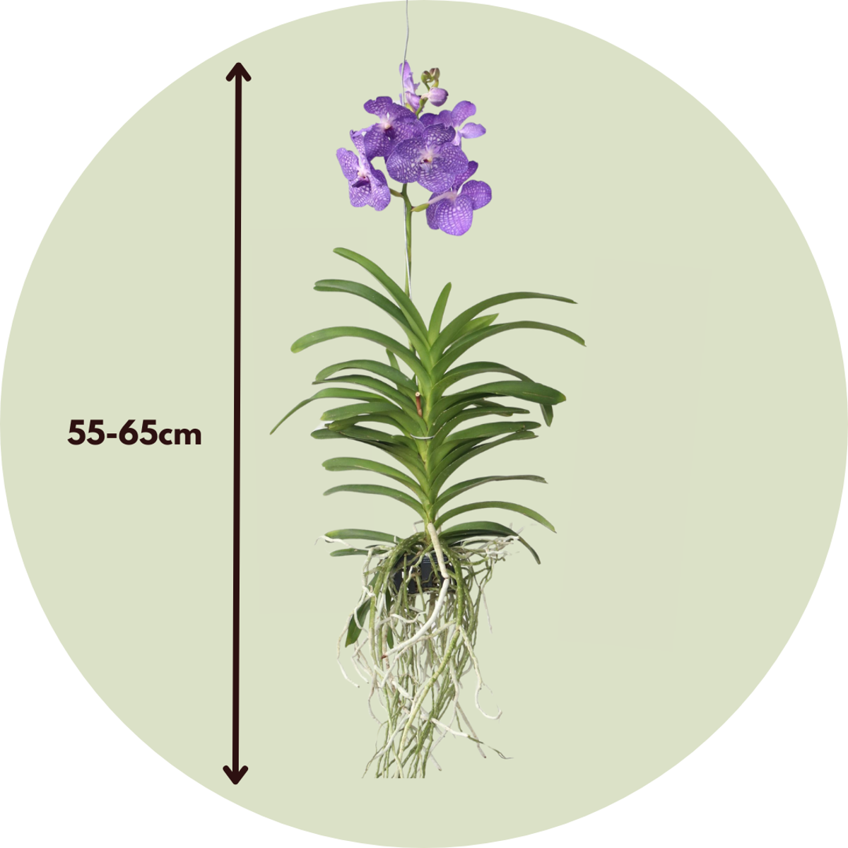 Vanda Orchidee - Vanda 'Magic Royal Blue' - Höhe 90Cm 