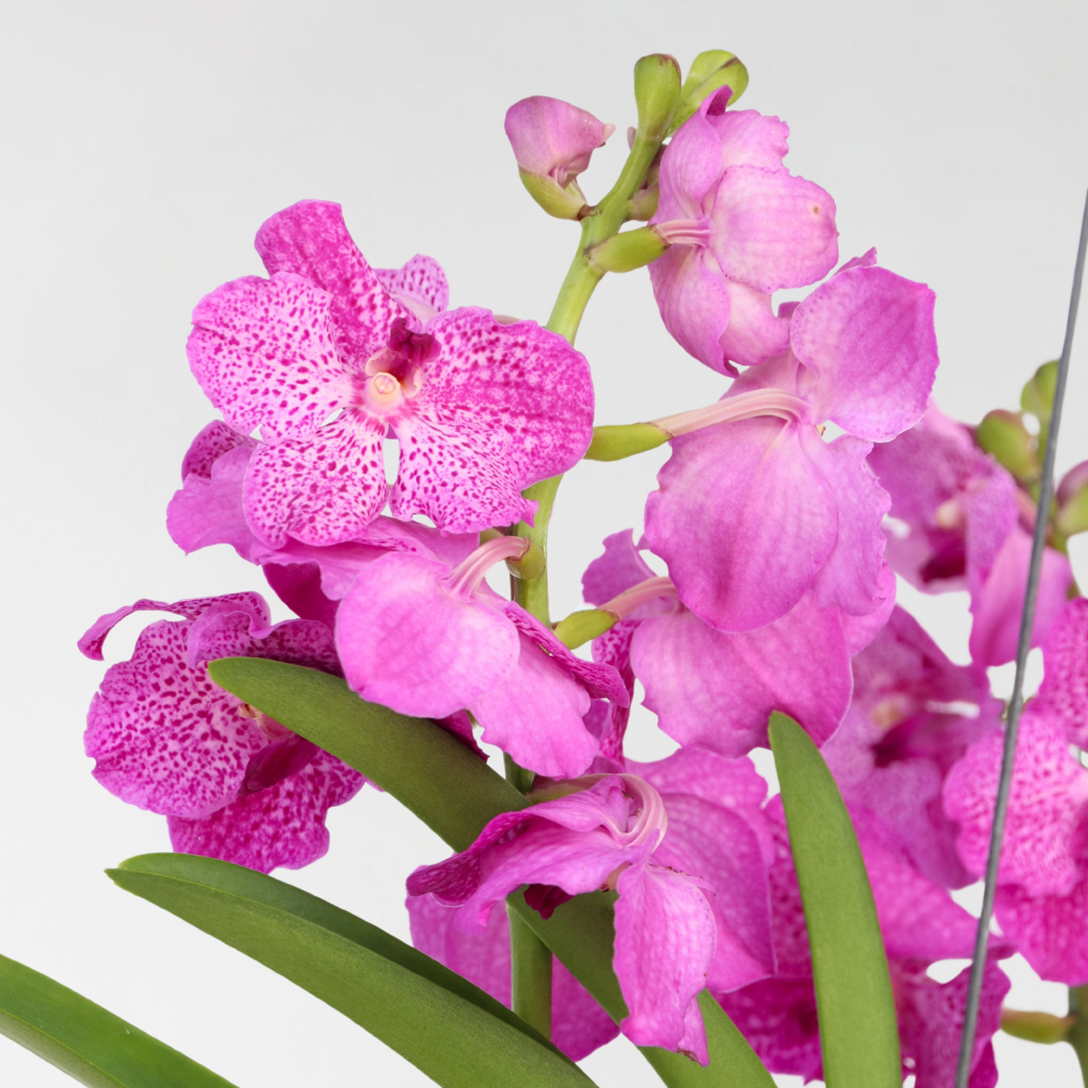 Vanda-Orchidee - Vanda 'Pink' - Höhe 90Cm 