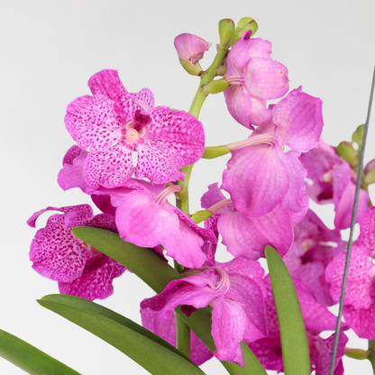Vanda-Orchidee - Vanda 'Pink' - Höhe 90Cm 