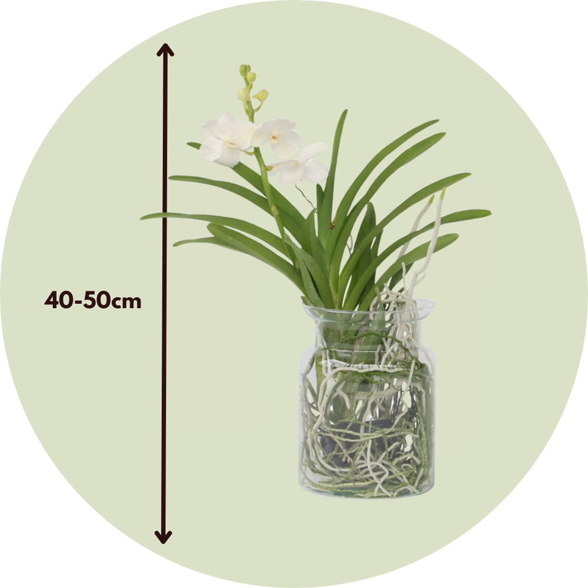 Vanda-Orchidee - Vanda 'White' - Höhe 40-50Cm - ⌀14Cm 