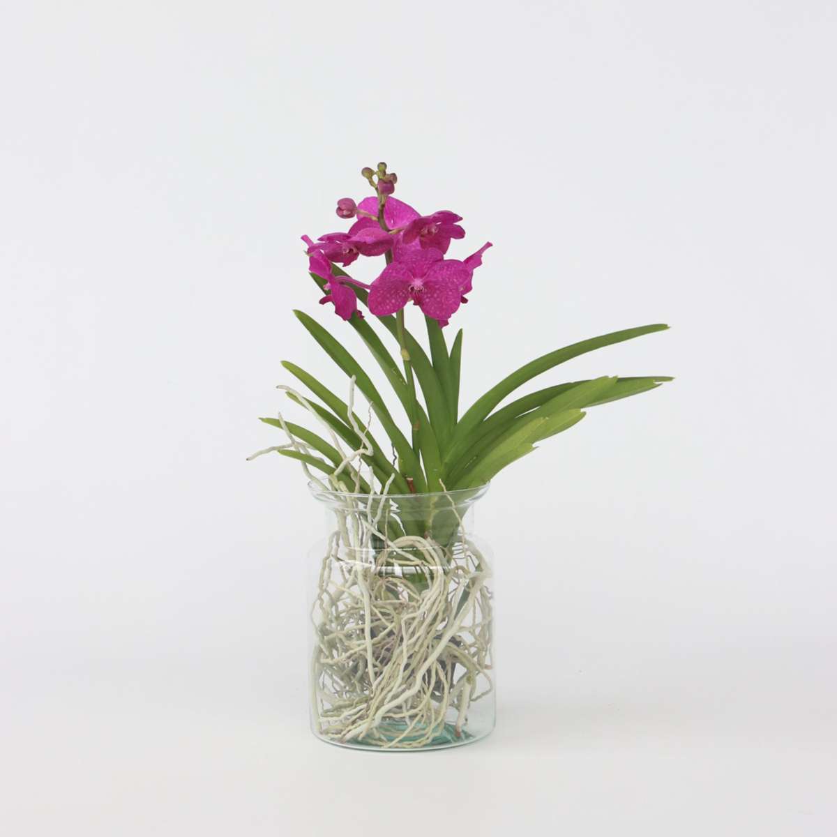 Vanda-Orchidee - Vanda 'Cerise' - Höhe 40-50Cm - ⌀14Cm 