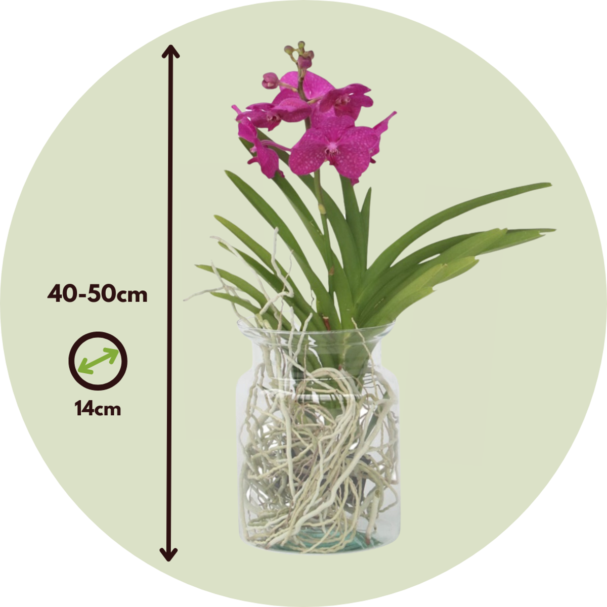 Vanda-Orchidee - Vanda 'Cerise' - Höhe 40-50Cm - ⌀14Cm 