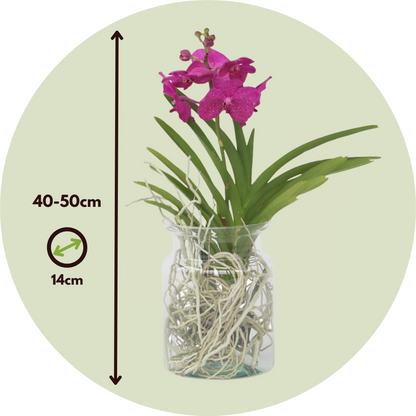 Vanda-Orchidee - Vanda 'Cerise' - Höhe 40-50Cm - ⌀14Cm 