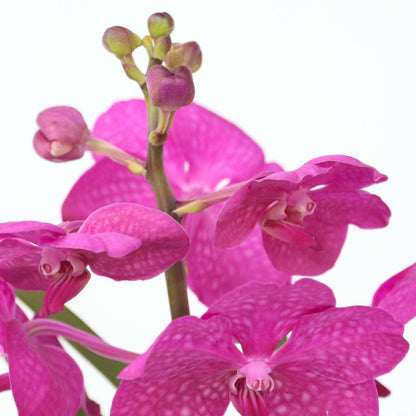 Vanda-Orchidee - Vanda 'Cerise' - Höhe 40-50Cm - ⌀14Cm 