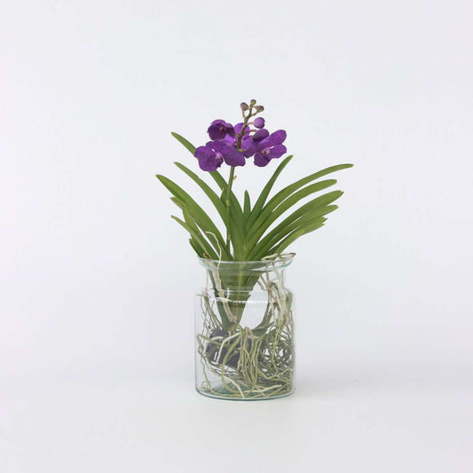 Vanda-Orchidee - Vanda 'Blue' - Höhe 40-50Cm - ⌀14Cm 