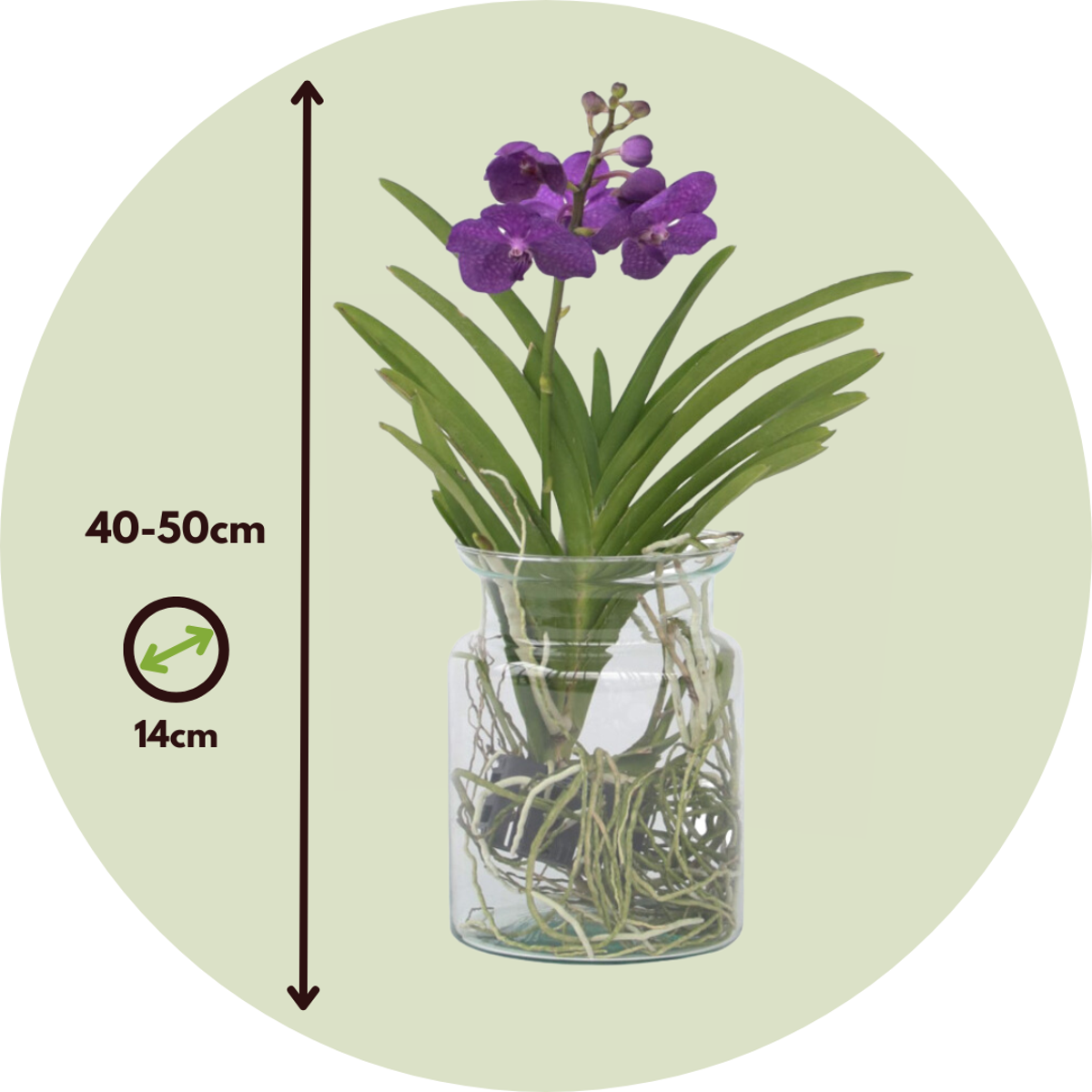 Vanda-Orchidee - Vanda 'Blue' - Höhe 40-50Cm - ⌀14Cm 
