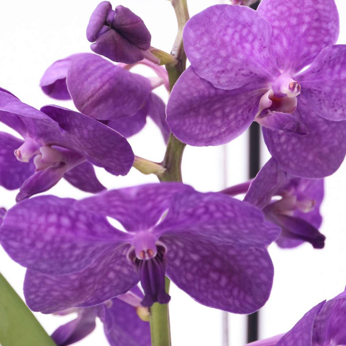 Vanda-Orchidee - Vanda 'Blue' - Höhe 40-50Cm - ⌀14Cm 