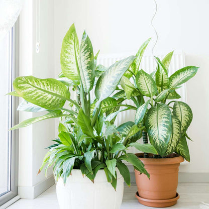 Other Green Houseplants Arum - Dieffenbachia 'Tropic' - Höhe 70-80Cm - ⌀24Cm 