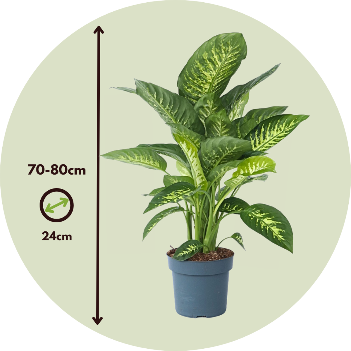 Other Green Houseplants Arum - Dieffenbachia 'Tropic' - Höhe 70-80Cm - ⌀24Cm 