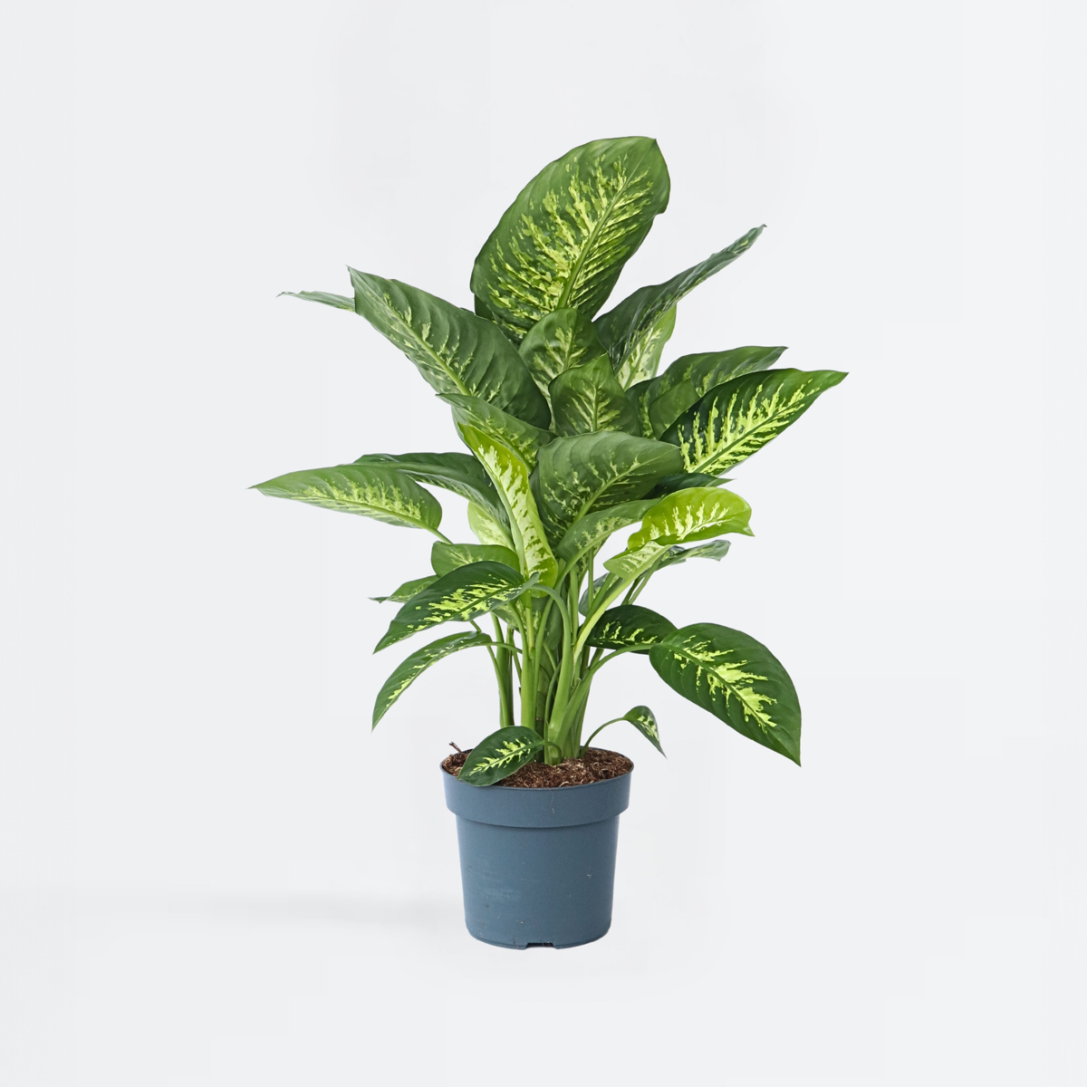 Other Green Houseplants Arum - Dieffenbachia 'Tropic' - Höhe 70-80Cm - ⌀24Cm 