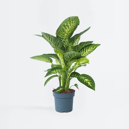 Other Green Houseplants Arum - Dieffenbachia 'Tropic' - Höhe 70-80Cm - ⌀24Cm 