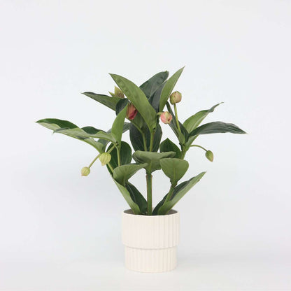 Blooming Houseplants Rosenmedinilla - Medinilla Magnifica - Höhe 55-60Cm - ⌀17Cm 