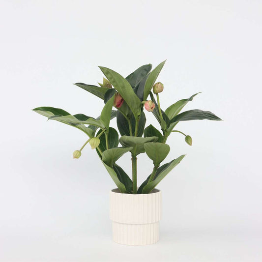 Blooming Houseplants Rosenmedinilla - Medinilla Magnifica - Höhe 55-60Cm - ⌀17Cm 