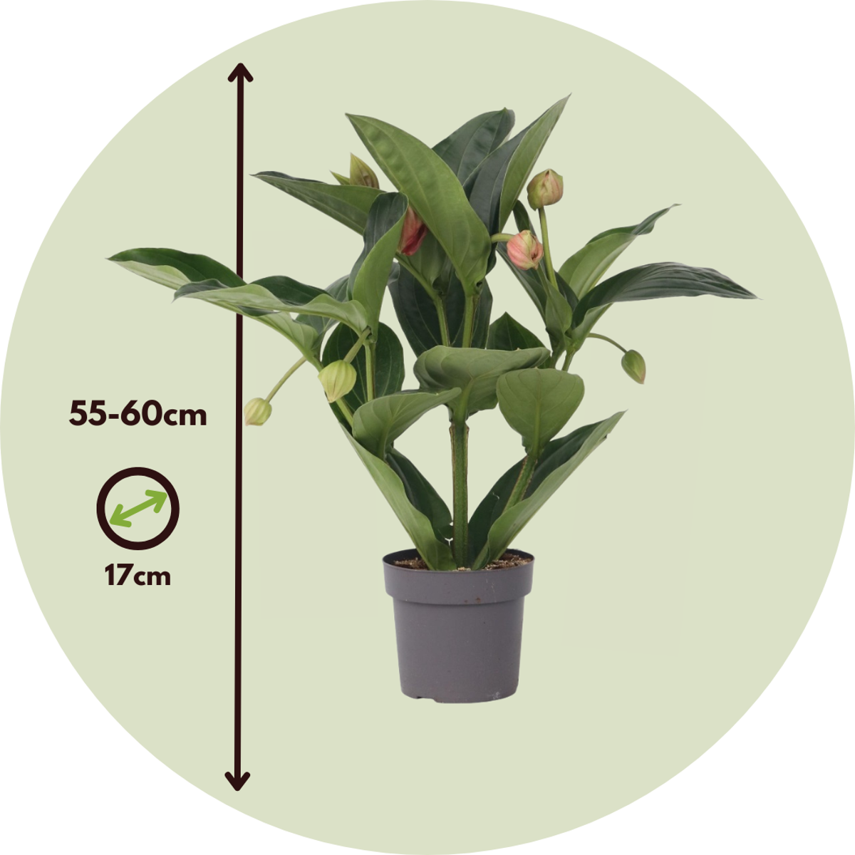 Blooming Houseplants Rosenmedinilla - Medinilla Magnifica - Höhe 55-60Cm - ⌀17Cm 