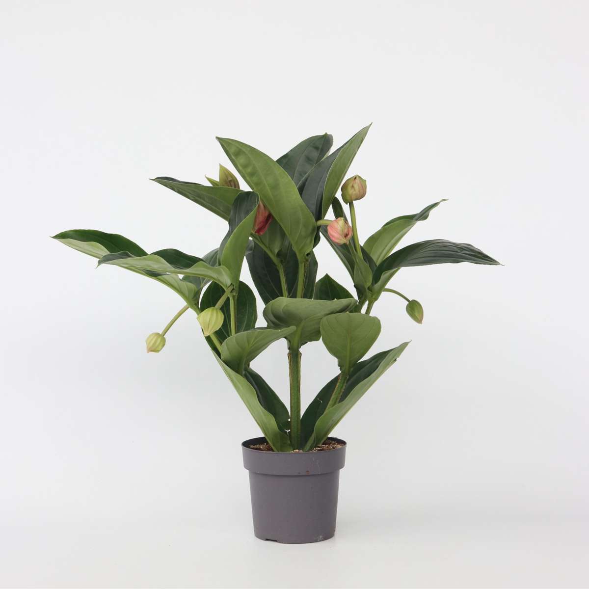 Blooming Houseplants Rosenmedinilla - Medinilla Magnifica - Höhe 55-60Cm - ⌀17Cm 