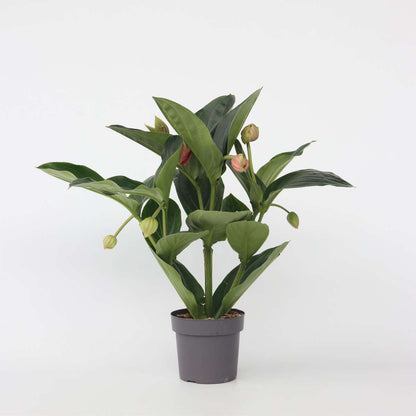 Blooming Houseplants Rosenmedinilla - Medinilla Magnifica - Höhe 55-60Cm - ⌀17Cm 