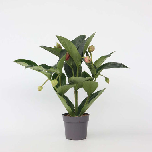 Blooming Houseplants Rosenmedinilla - Medinilla Magnifica - Höhe 55-60Cm - ⌀17Cm 