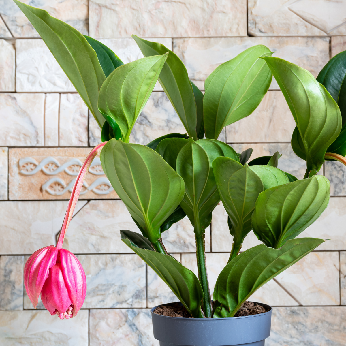 Blooming Houseplants Rosenmedinilla - Medinilla Magnifica - Höhe 40-50Cm - ⌀14Cm 