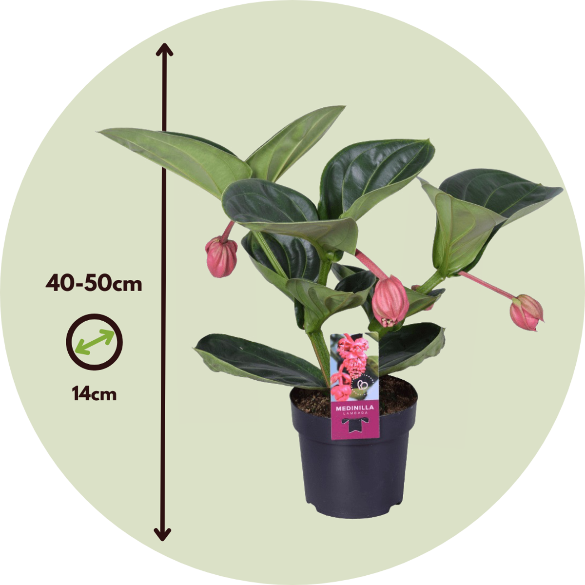 Blooming Houseplants Rosenmedinilla - Medinilla Magnifica - Höhe 40-50Cm - ⌀14Cm 