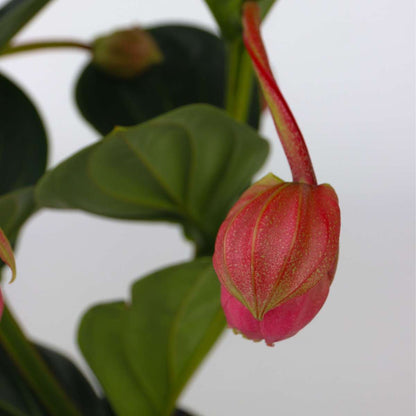 Blooming Houseplants Rosenmedinilla - Medinilla Magnifica - Höhe 40-50Cm - ⌀14Cm 