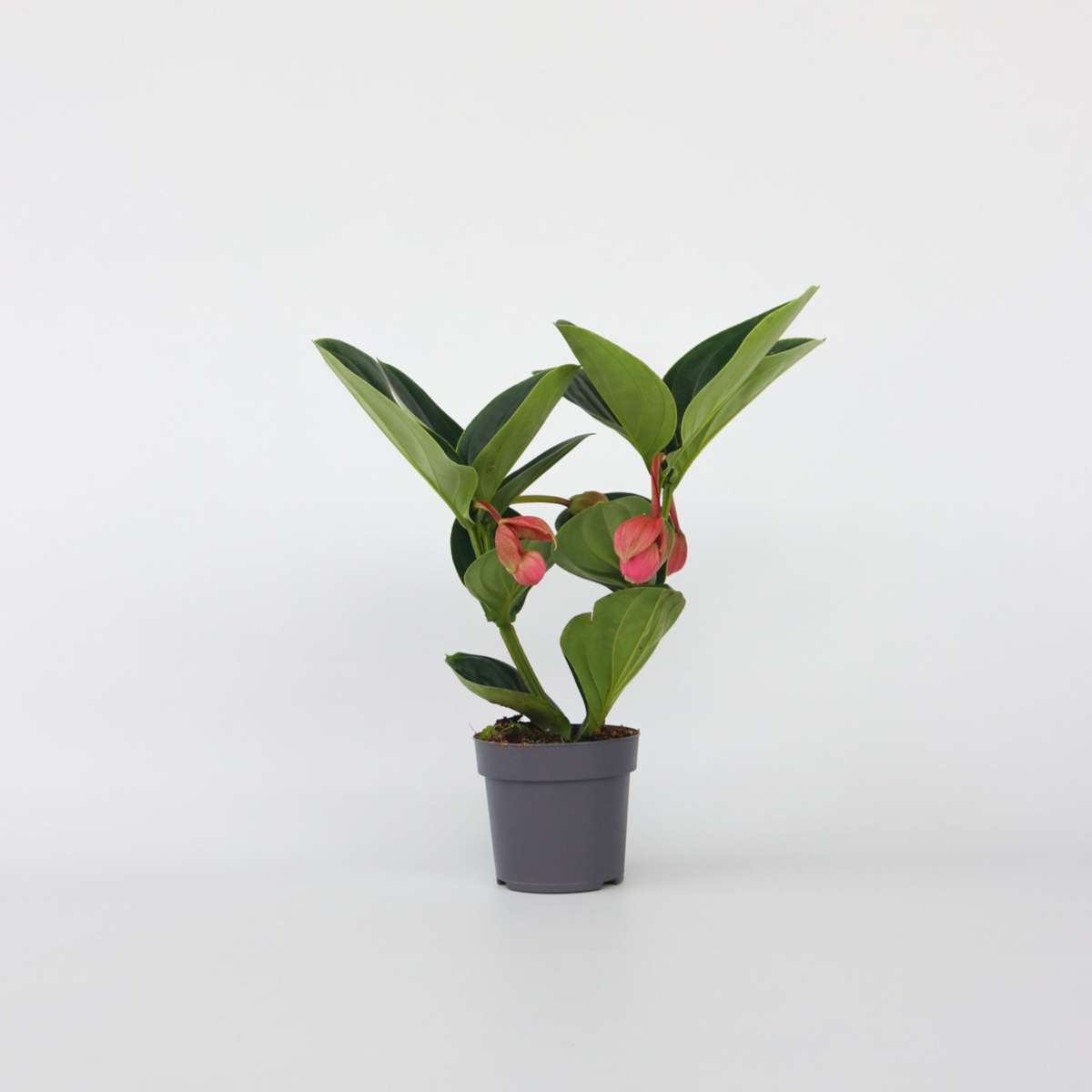 Blooming Houseplants Rosenmedinilla - Medinilla Magnifica - Höhe 40-50Cm - ⌀14Cm 