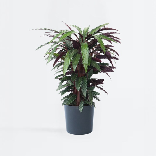 Calathea Korbmarante - Calathea 'Wavestar' - Höhe 90Cm - ⌀27Cm 