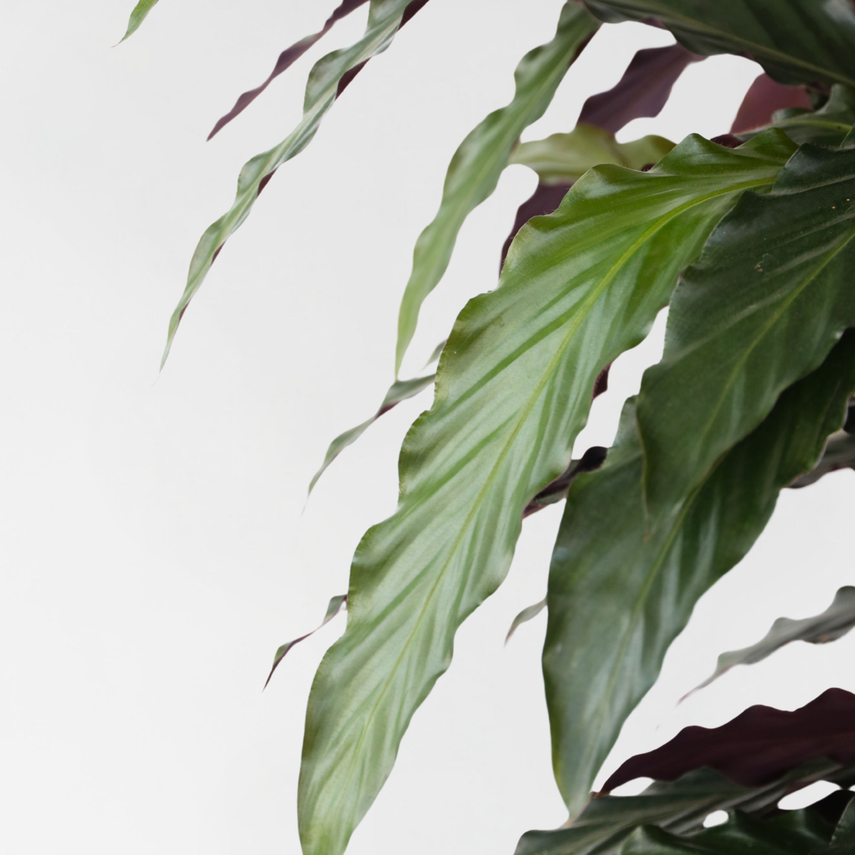 Calathea Korbmarante - Calathea 'Wavestar' - Höhe 90Cm - ⌀27Cm 