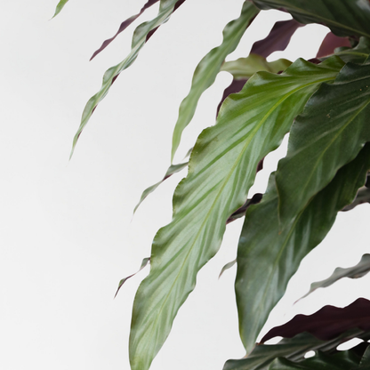 Calathea Korbmarante - Calathea 'Wavestar' - Höhe 90Cm - ⌀27Cm 