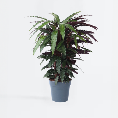 Calathea Korbmarante - Calathea 'Wavestar' - Höhe 90Cm - ⌀27Cm 