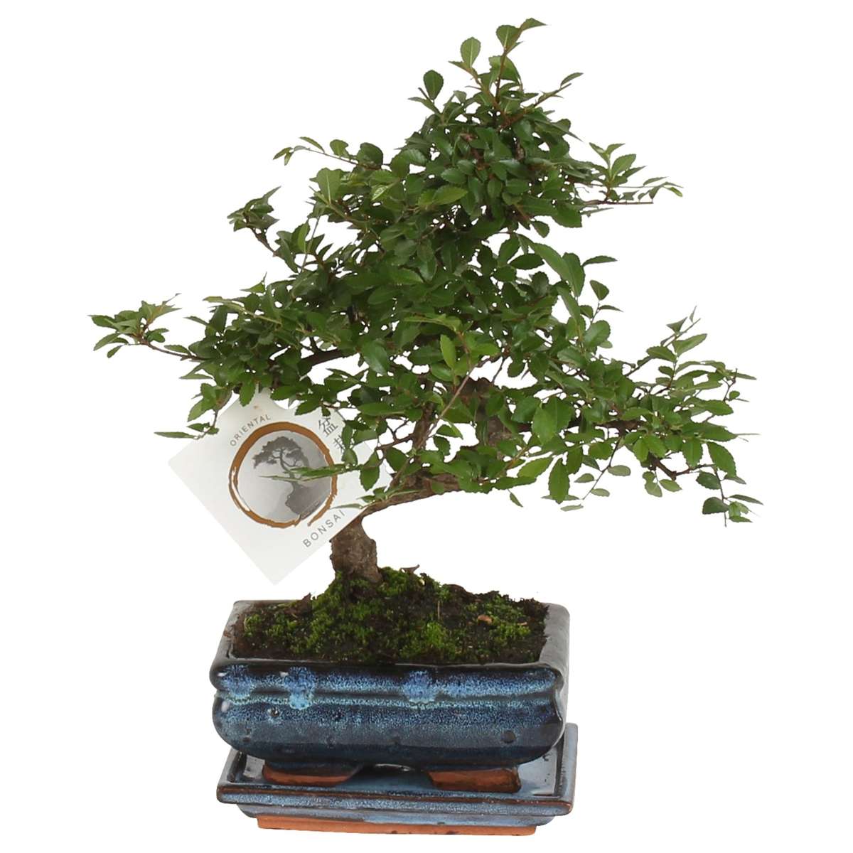 Bonsaibaume - Zelkova Serrata - Höhe 20-25Cm - ⌀15Cm 