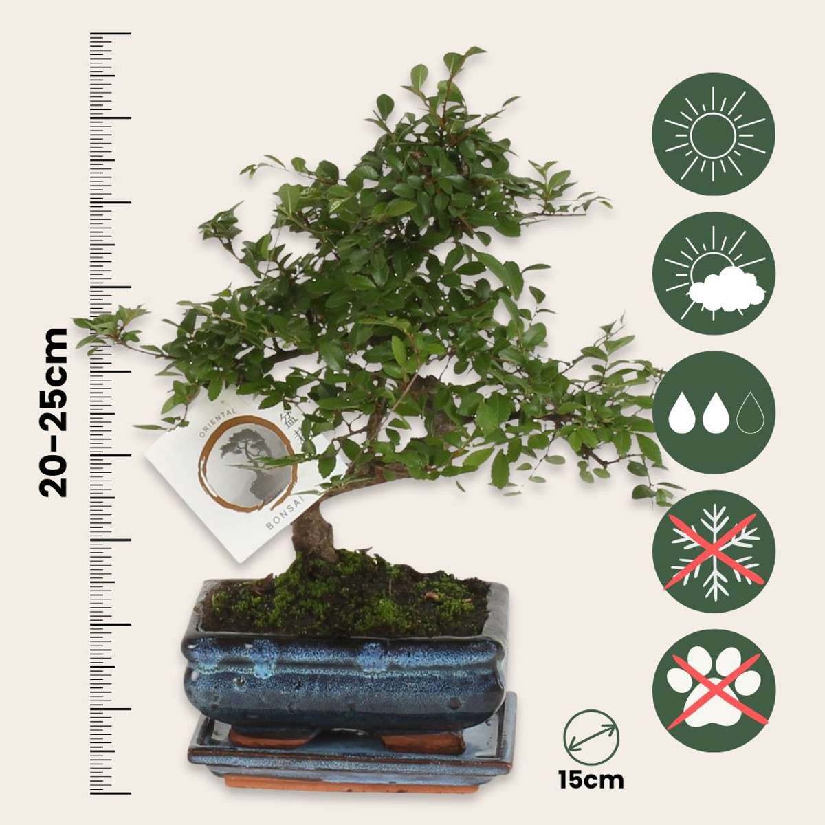 Bonsaibaume - Zelkova Serrata - Höhe 20-25Cm - ⌀15Cm 
