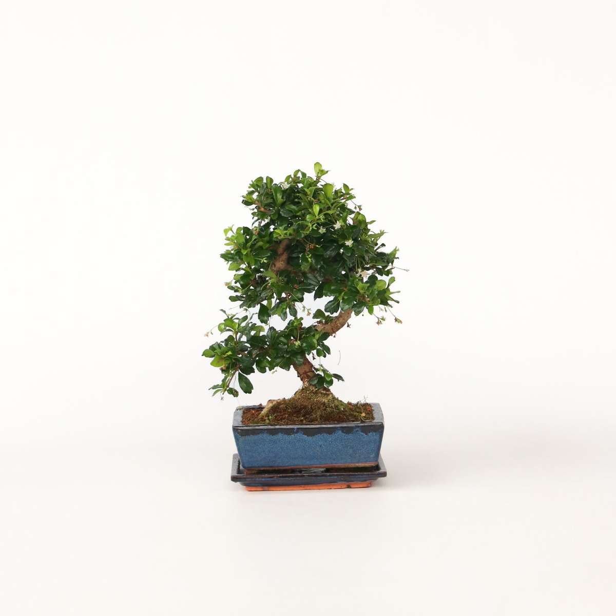 Bonsaibaume - Carmona Microphylla - Höhe 25-30Cm - ⌀20Cm 