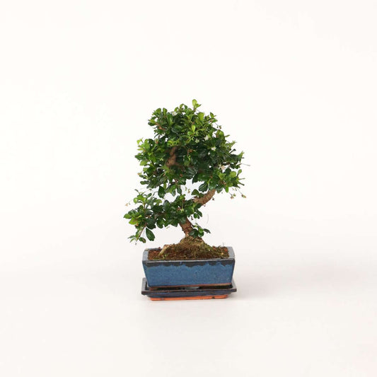Bonsaibaume - Carmona Microphylla - Höhe 25-30Cm - ⌀20Cm 
