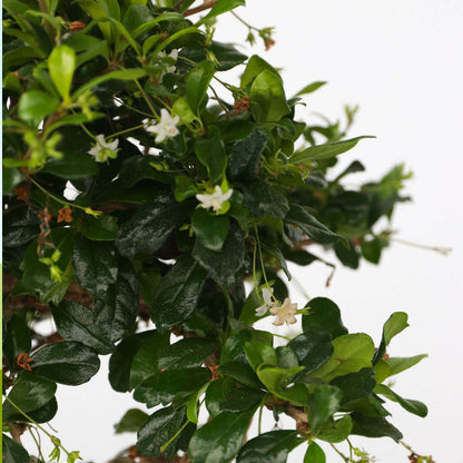 Bonsaibaume - Carmona Microphylla - Höhe 25-30Cm - ⌀20Cm 