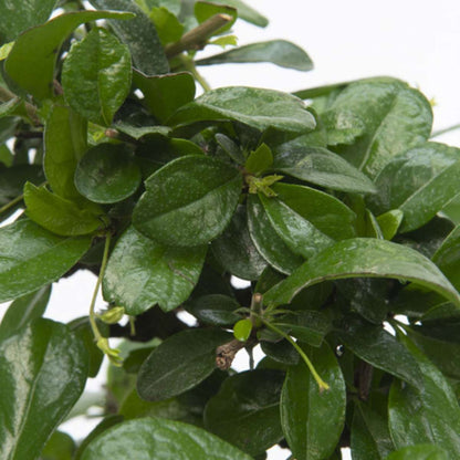 Bonsaibaume - Carmona Microphylla - Höhe 25-30Cm - ⌀20Cm 