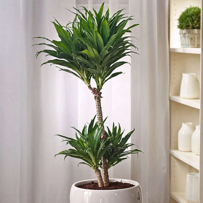 Dracaena Drachenbaum - 2 Stk - Dracaena Surculosa - Höhe 50-65Cm - ⌀17Cm 